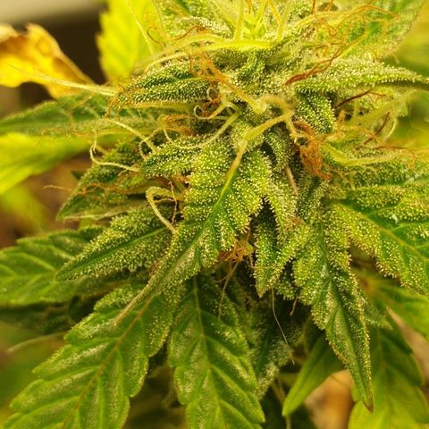 NL 1 growlog timeline photo