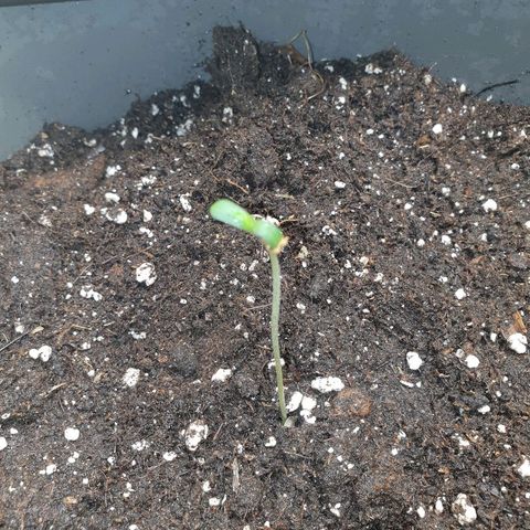 NL 1 growlog timeline photo