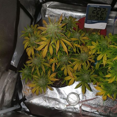 NL 1 growlog timeline photo