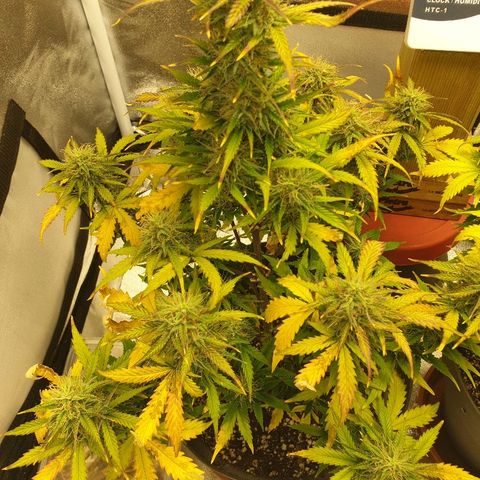 NL 1 growlog timeline photo