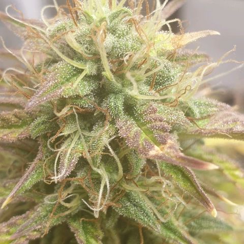 NL 1 growlog timeline photo