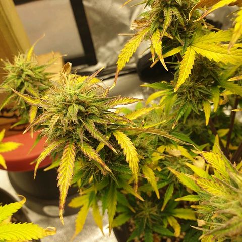 NL 1 growlog timeline photo