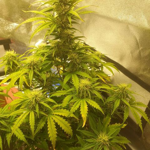 NL 1 growlog timeline photo