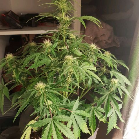 NL 1 growlog timeline photo