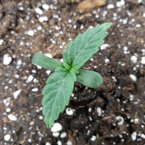 NL 1 growlog timeline photo