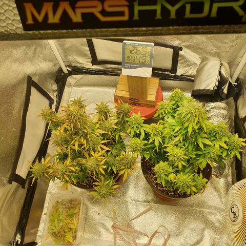 NL 1 growlog timeline photo