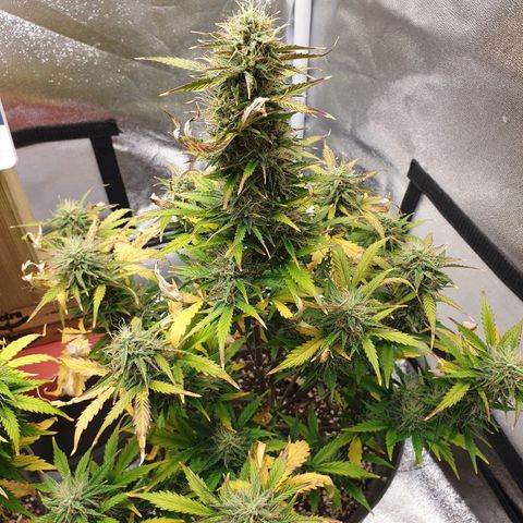 NL 1 growlog timeline photo