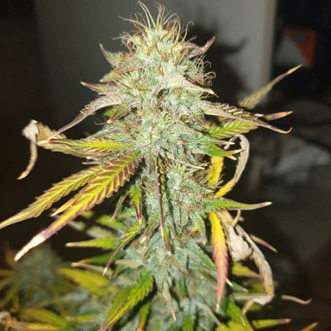 NL 1 growlog timeline photo