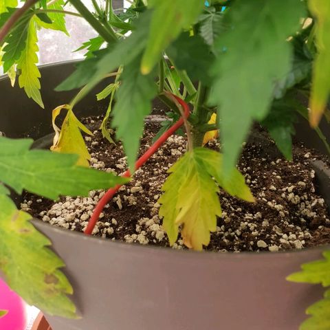 NL 1 growlog timeline photo