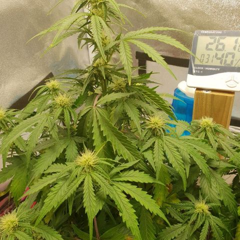 NL 1 growlog timeline photo