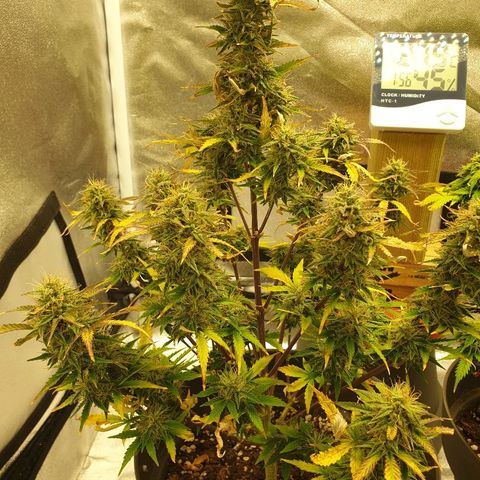 NL 1 growlog timeline photo