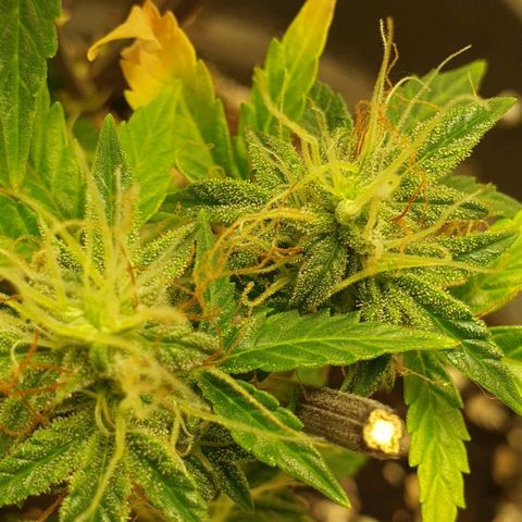 NL 1 growlog timeline photo