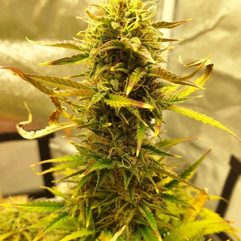 NL 1 growlog timeline photo