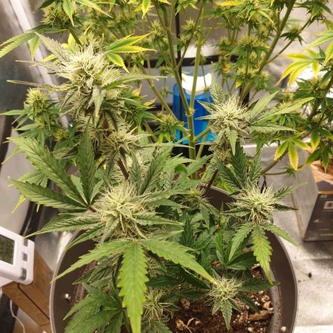 NL 1 growlog timeline photo