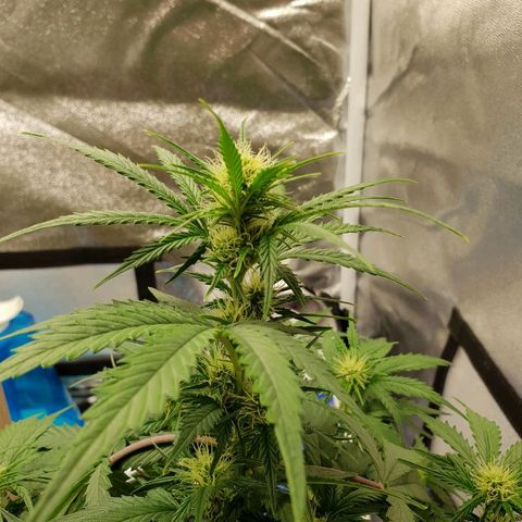 NL 1 growlog timeline photo