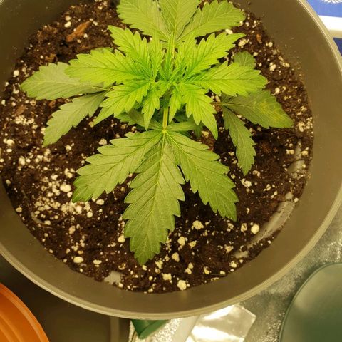 NL 1 growlog timeline photo