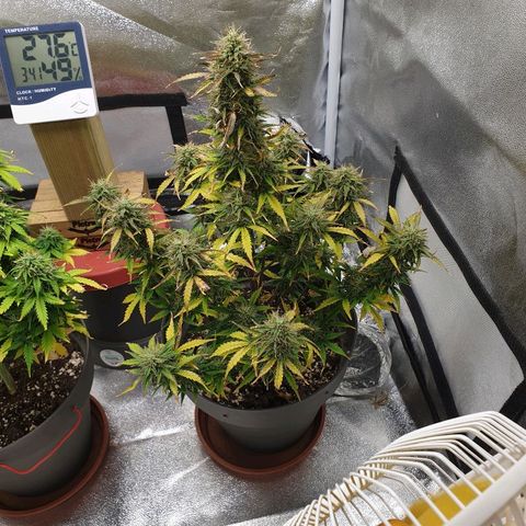 NL 1 growlog timeline photo