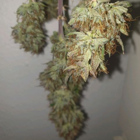 NL 1 growlog timeline photo