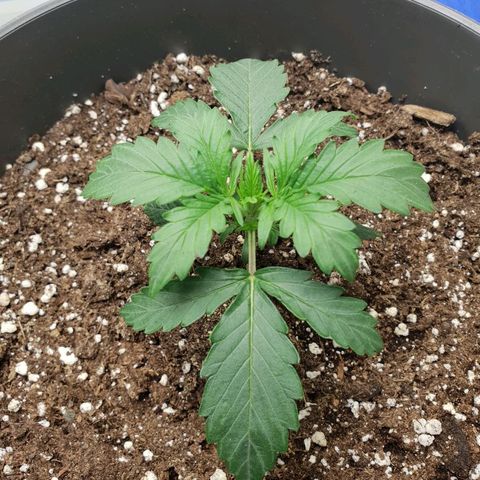 NL 1 growlog timeline photo