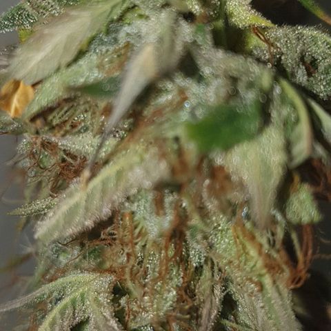 NL 1 growlog timeline photo