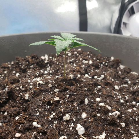 NL 1 growlog timeline photo