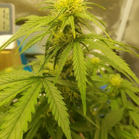 NL 1 growlog timeline photo