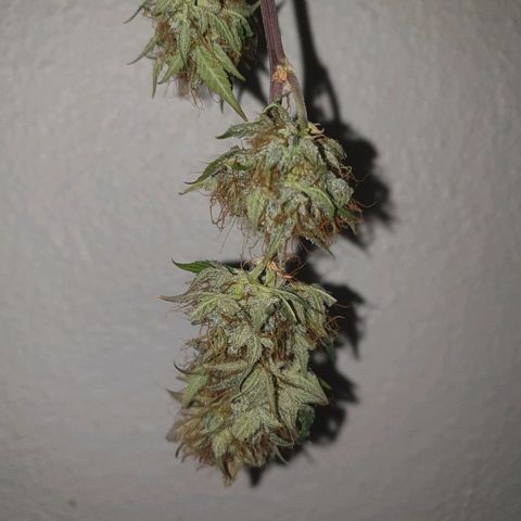 NL 1 growlog timeline photo