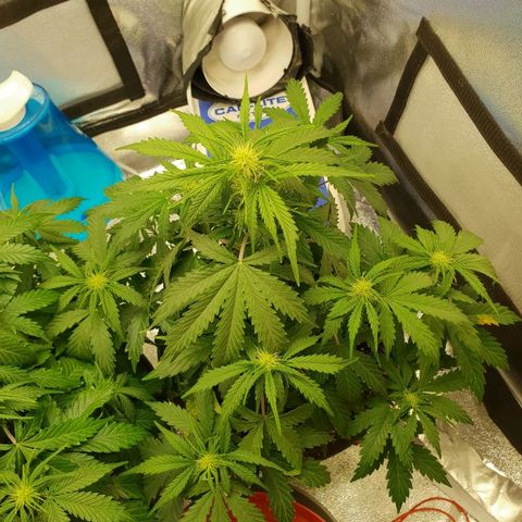 NL 1 growlog timeline photo