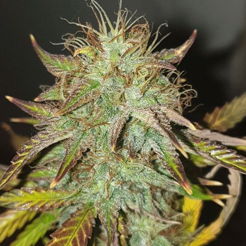 NL 1 growlog timeline photo