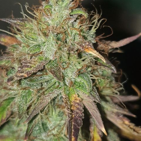 NL 1 growlog timeline photo