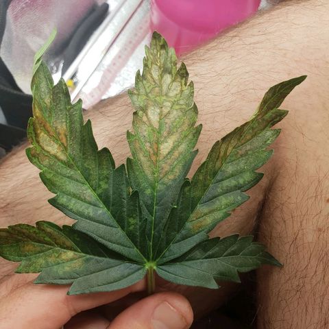 NL 1 growlog timeline photo