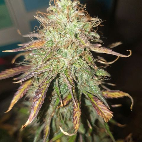 NL 1 growlog timeline photo
