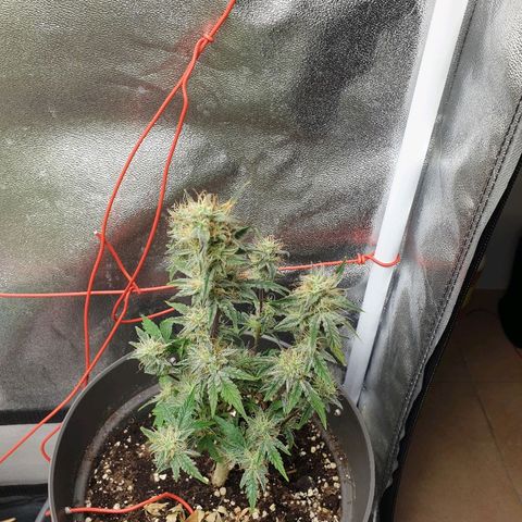 NL 1 growlog timeline photo