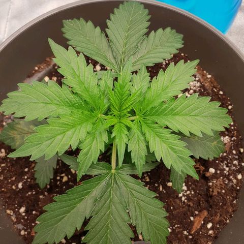 NL 1 growlog timeline photo