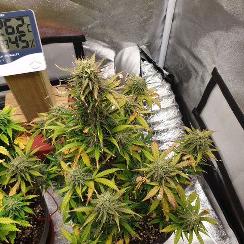 NL 1 growlog timeline photo