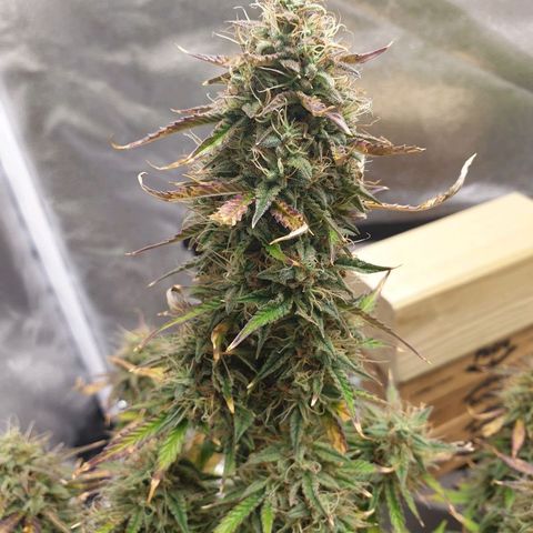 NL 1 growlog timeline photo
