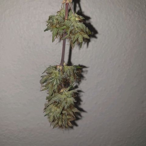 NL 1 growlog timeline photo