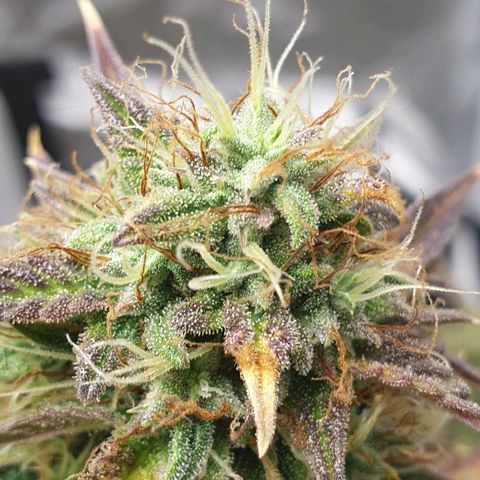 NL 1 growlog timeline photo