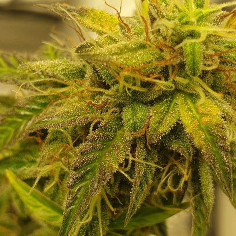 NL 1 growlog timeline photo