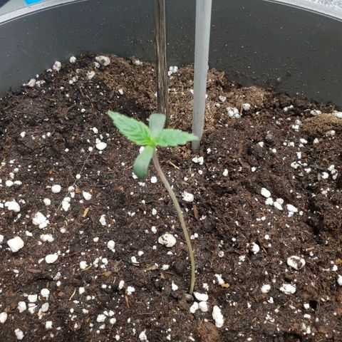 NL 1 growlog timeline photo