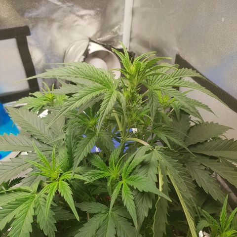 NL 1 growlog timeline photo