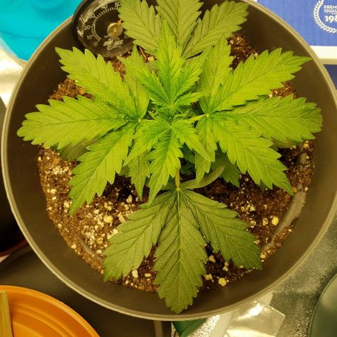 NL 1 growlog timeline photo