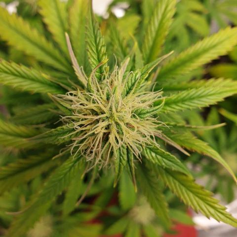 NL 1 growlog timeline photo