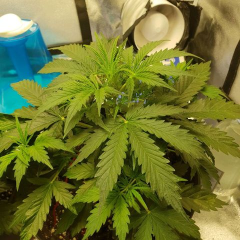NL 1 growlog timeline photo