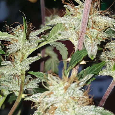 NL 1 growlog timeline photo