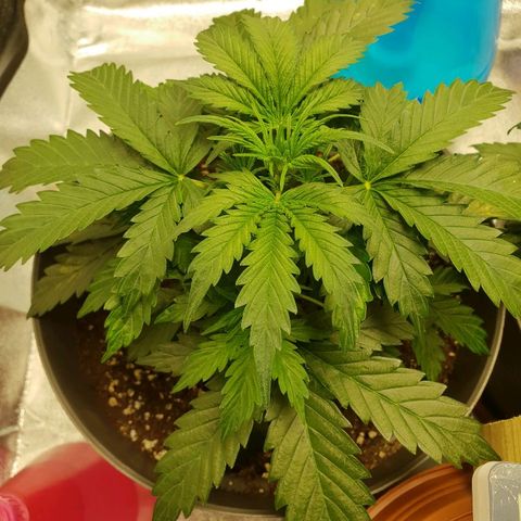 NL 1 growlog timeline photo