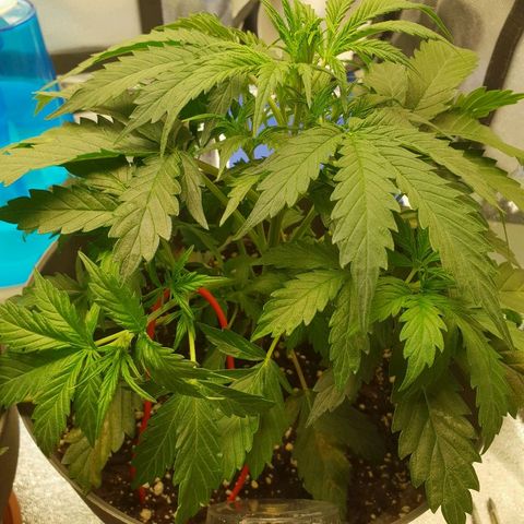 NL 1 growlog timeline photo