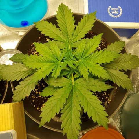 NL 1 growlog timeline photo
