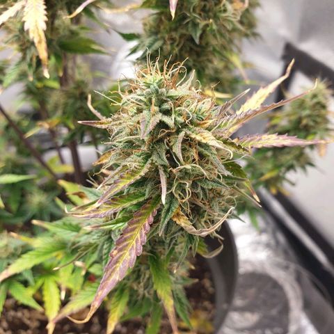 NL 1 growlog timeline photo