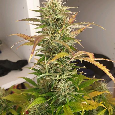 NL 1 growlog timeline photo